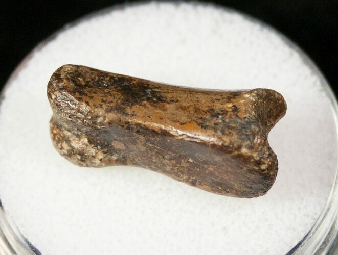 Small Theropod (Raptor) Toe Bone - Hell Creek Formation #12780